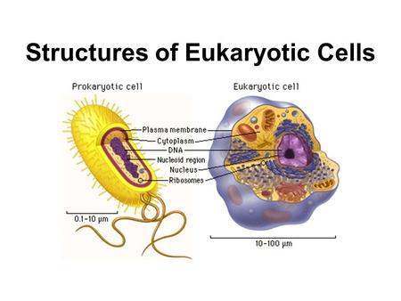 Structures of Eukaryotic Cells. Nucleus: 1.-Brain of cell, the cells control center 2.-Surrounded by another membrane/nuclear envelope 2.- Contains DNA.