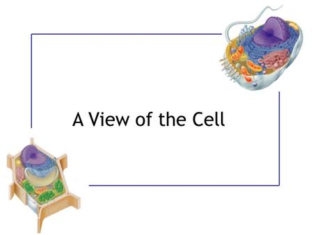 A View of the Cell.