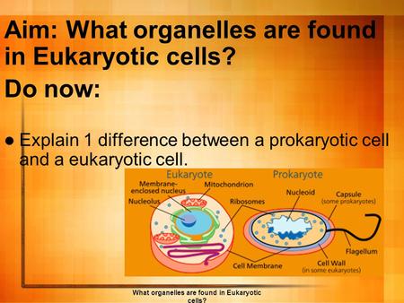 Aim: What organelles are found in Eukaryotic cells?