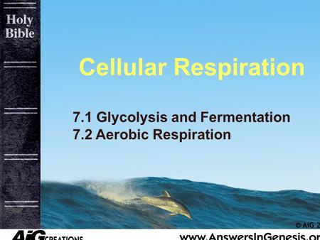 Cellular Respiration 7.1 Glycolysis and Fermentation 7.2 Aerobic Respiration.