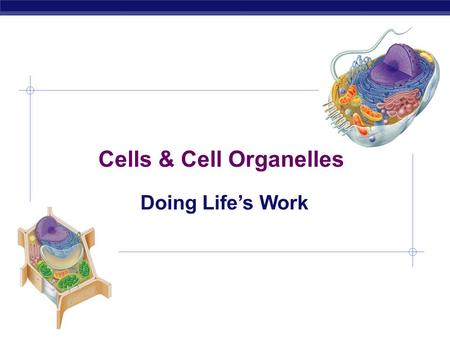 Cells & Cell Organelles Doing Life’s Work bacteria cells Types of cells animal cells plant cells Prokaryote - no organelles Eukaryotes - organelles.
