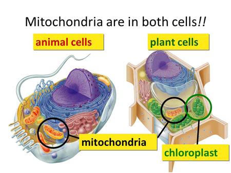 Mitochondria are in both cells!! animal cells plant cells mitochondria chloroplast.