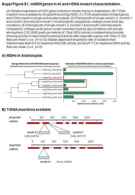 Suppl Figure S1. mMDH genes in At and t-DNA mutant characterization. A) MDHs in Arabidopsis B) T-DNA insertions available At1g53240 mMDH1 At3g15020 mMDH2.