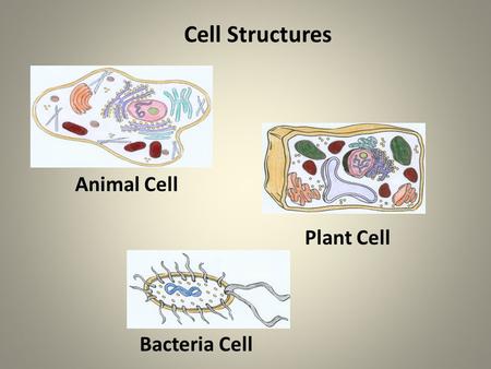 Animal Cell Plant Cell Bacteria Cell Cell Structures.