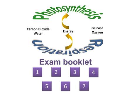 Exam booklet 1 1 2 2 3 3 4 4 5 5 6 6 7 7. glycolysis Calvin cycle/ light-independent stage Krebs cycle.