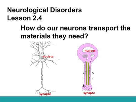 Neurological Disorders Lesson 2.4 How do our neurons transport the materials they need? nucleus synapse 1.1. 2.2. 3.3. 4.4. 5.5. nucleus synapse.