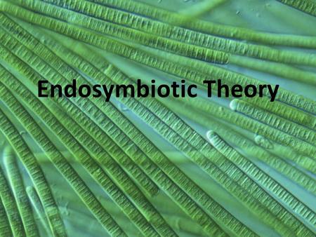 Endosymbiotic Theory. Certain organelles originated when free-living bacteria were taken into larger cells as endosymbionts.