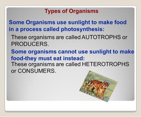 These organisms are called AUTOTROPHS or PRODUCERS. These organisms are called HETEROTROPHS or CONSUMERS. Some Organisms use sunlight to make food in a.