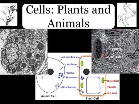 Cells: Plants and Animals. 1.Overview of Cells 2.Differences Between Plant and Animal Cells 3.Cells Organization within the Body 4.Tissue Overview Cells: