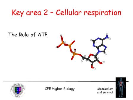 Key area 2 – Cellular respiration