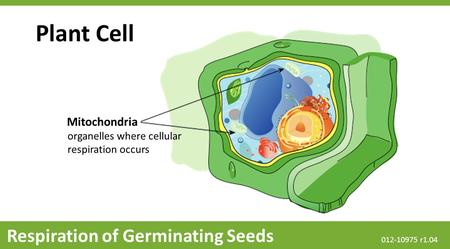 Plant Cell Respiration of Germinating Seeds Mitochondria