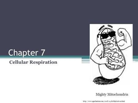 Chapter 7 Cellular Respiration Mighty Mitochondria