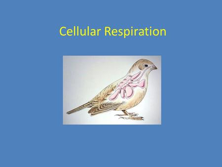 Cellular Respiration. Chemical Energy and Food A Calorie (with a capital C) is the amount of energy required to raise the temperature of 1 gram of water.