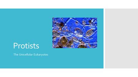 Protists The Unicellular Eukaryotes. Some Basics:  200 000 species  difficult to classify  no “ typical ” protist  most aquatic, some terrestrial.