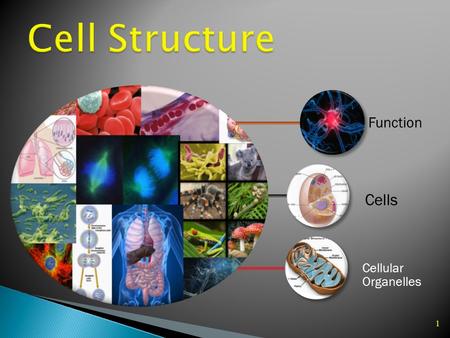 1 Function Cellular Organelles Cells 3 4  A cell is a basic unit of structure and function of life. Cells make up living things and carry out activities.