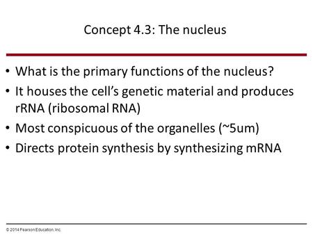 What is the primary functions of the nucleus?