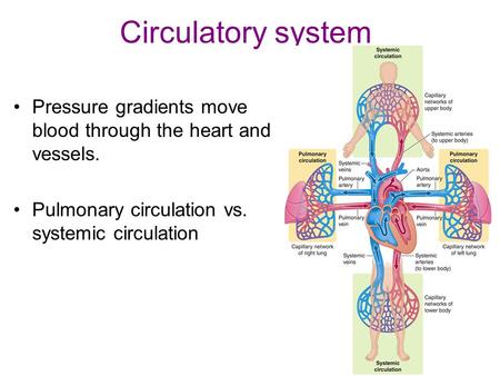 Circulatory system Pressure gradients move blood through the heart and vessels. Pulmonary circulation vs. systemic circulation.