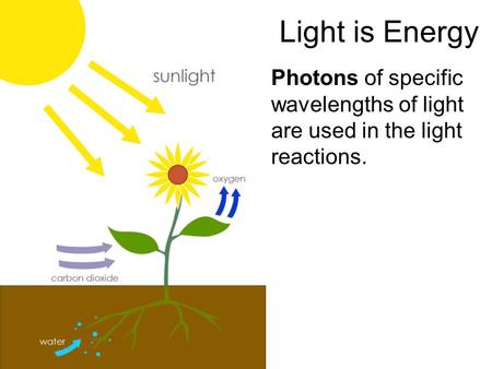 Light is Energy Photons of specific wavelengths of light are used in the light reactions.