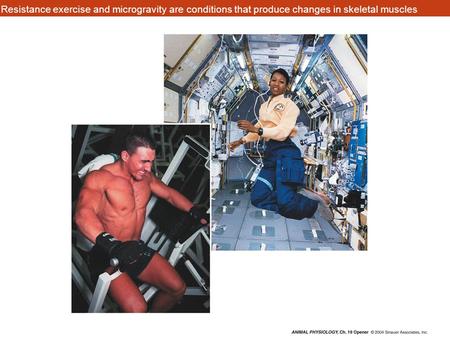 Resistance exercise and microgravity are conditions that produce changes in skeletal muscles.
