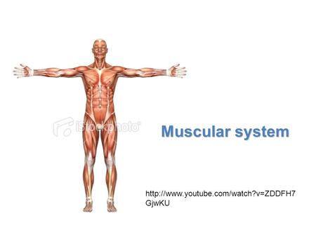Muscular system http://www.youtube.com/watch?v=ZDDFH7GjwKU.
