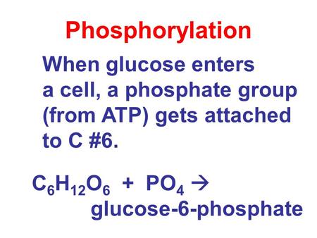 When glucose enters a cell, a phosphate group (from ATP) gets attached to C #6. Phosphorylation C 6 H 12 O 6 + PO 4  glucose-6-phosphate.