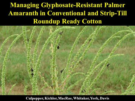 Managing Glyphosate-Resistant Palmer Amaranth in Conventional and Strip-Till Roundup Ready Cotton Culpepper, Kichler, MacRae, Whitaker, York, Davis.
