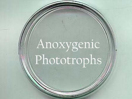 Anoxygenic Phototrophs. What are they?  Photosynthetic bacteria which use a reducing agent and light energy to build organic material, but do not produce.