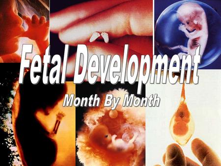Fetal Development Month By Month.