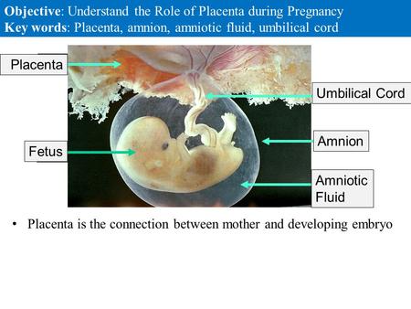 1 5 4 3 2 Placenta is the connection between mother and developing embryo Objective: Understand the Role of Placenta during Pregnancy Key words: Placenta,