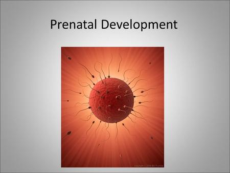 Prenatal Development. Conception Definition: the moment when the male and female reproductive cells unite; also called fertilization... 3 stages of Conception: