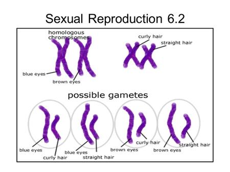 Sexual Reproduction 6.2.