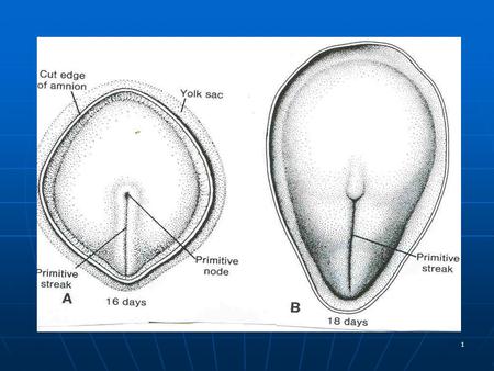 1. 2 3 4 5 6 7 8 9 FETAL PERIOD Period beginning from 3 rd month to the end of the intrauterine life. Period beginning from 3 rd month to the end.