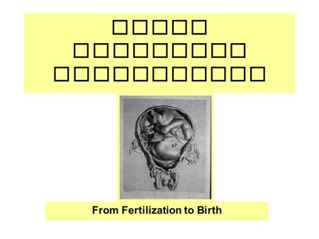Human Embryonic Development From Fertilization to Birth.
