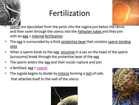 Fertilization Sperm are ejaculated from the penis into the vagina just below the cervix and then swim through the uterus into the Fallopian tubes and they.