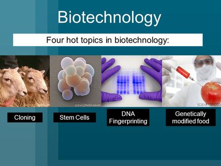 Biotechnology Cloning Genetically modified food Four hot topics in biotechnology: Stem Cells DNA Fingerprinting.