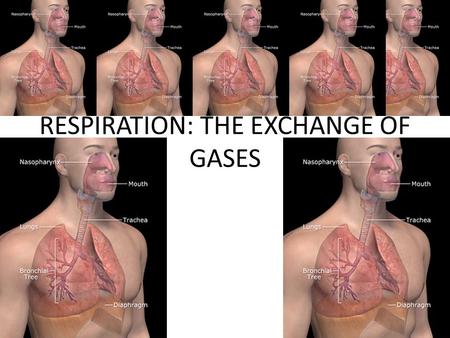 RESPIRATION: THE EXCHANGE OF GASES. OVERVIEW: GAS EXCHANGE INVOLVES BREATHING, THE TRANSPORT OF GASES, AND THE SERVICING OF TISSUE CELLS.