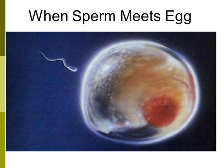 When Sperm Meets Egg. Egg In females, the sex cells are called eggs. Eggs are produced in sex organs called ovaries. Sex cells – egg An egg is so big.
