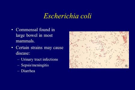 Escherichia coli Commensal found in large bowel in most mammals. Certain strains may cause disease: –Urinary tract infections –Sepsis/meningitis –Diarrhea.
