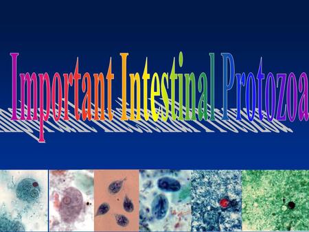 Important Intestinal Protozoa