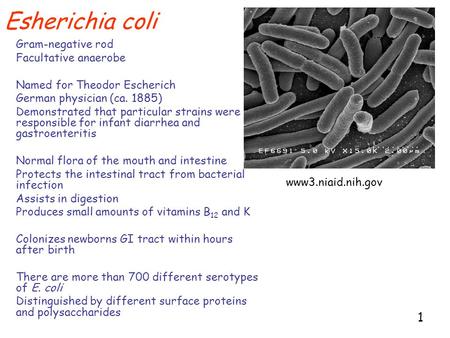 1 Esherichia coli Gram-negative rod Facultative anaerobe Named for Theodor Escherich German physician (ca. 1885) Demonstrated that particular strains were.