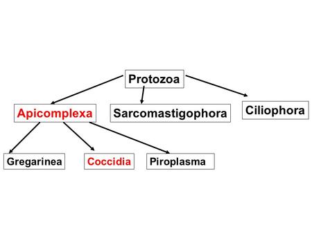 Protozoa ApicomplexaSarcomastigophora Ciliophora GregarineaCoccidiaPiroplasma.