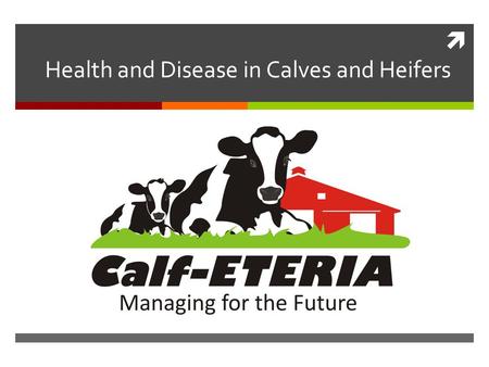  Health and Disease in Calves and Heifers. Overview  Common Disease Problems  Neonatal Calf Diarrhea (Scours)  Bovine Respiratory Disease (Pneumonia)
