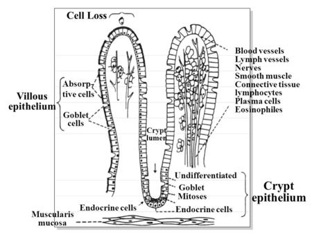Crypt epithelium Cell Loss Villous epithelium Blood vessels