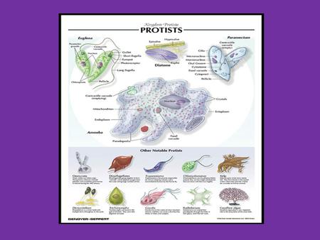 Protists Protist are single cell eukaryotes.