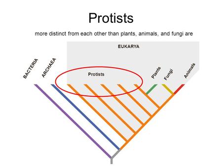 EUKARYA BACTERIA ARCHAEA Protists Plants Fungi Animals Protists more distinct from each other than plants, animals, and fungi are.