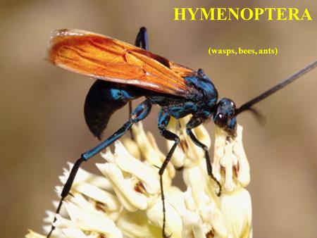 HYMENOPTERA (wasps, bees, ants). 500 400 300 200 100 0 Entognatha Archaeognatha Zygentoma Ephemeroptera Odonata Plecoptera Embiodea Zoraptera Dermaptera.
