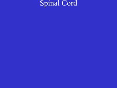 Spinal Cord. Length: 18 inches Spinal Cord Length: 18 inches – terminates between L 1 and L 2 (at waist level)