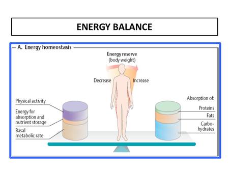 ENERGY BALANCE.  BMR is predicted by lean body mass (i.e. total body mass - fat mass), and varies with gender and age.  Extra metabolic energy is consumed.