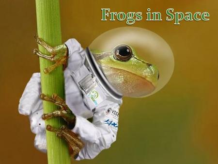 Frogs have been used in space research a number of times in the past. We will look at two different experiments.