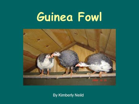 Guinea Fowl By Kimberly Neild. What are Guinea Fowl? Domesticated birds originally from the Central African plains Have been used as a source of eggs.